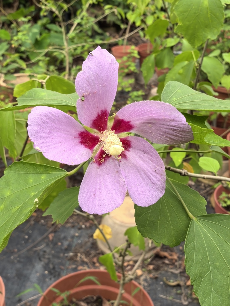 Rose mallow