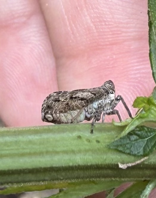 Thionia obrienae