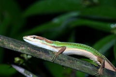 Takydromus viridipunctatus