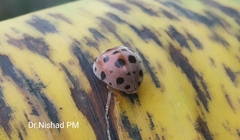 Coccinellidae