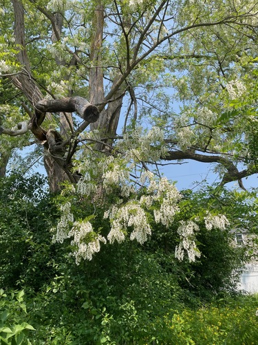 Robinia pseudoacacia