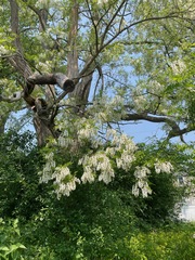 Black Locust (Robinia pseudoacacia)