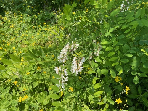Robinia pseudoacacia