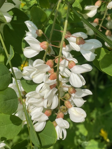 Robinia pseudoacacia