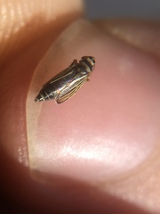 Amblysellus curtisii