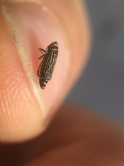 Amblysellus curtisii