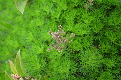 Artemisia morrisonensis