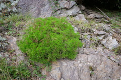 Artemisia morrisonensis