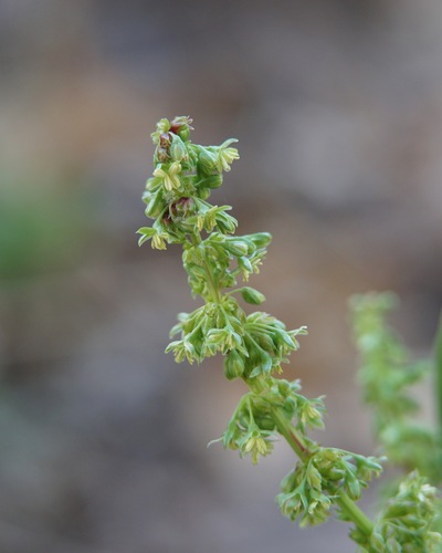 Mexican Dock (Rumex mexicanus)