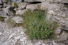Epilobium hohuanense
