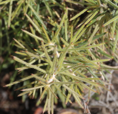 Hakea gibbosa