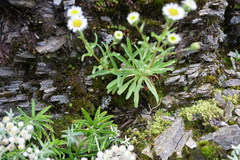 Erigeron morrisonensis