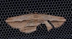 Euphronarcha luxaria