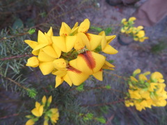 Cyclopia genistoides