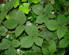 Rubus subtercanens