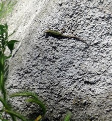 Podarcis muralis