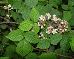 Rubus subtercanens