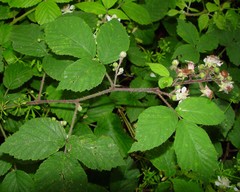 Rubus subtercanens