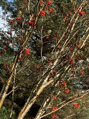 Sorbus aucuparia