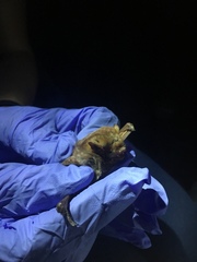 Lasiurus seminolus