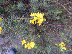 Cyclopia genistoides