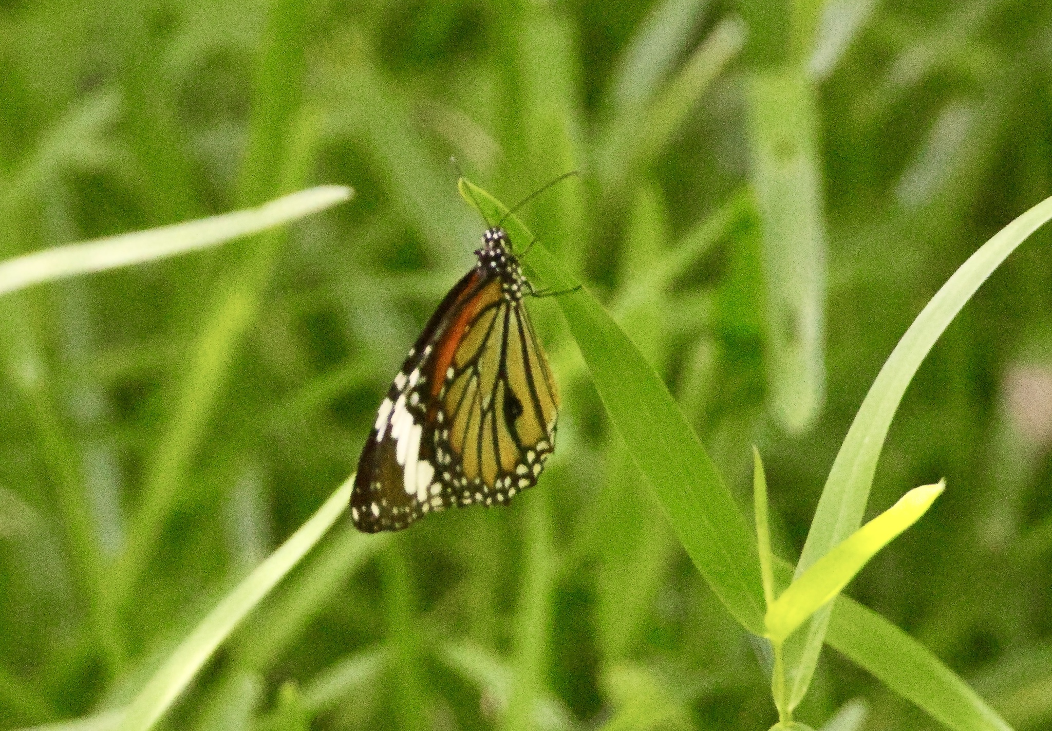 Striped Tiger