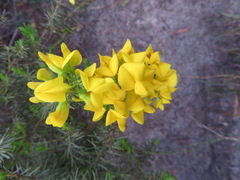 Cyclopia genistoides