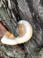 Ganoderma