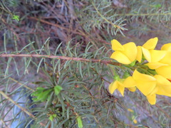 Cyclopia genistoides