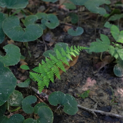 Athyrium asplenioides