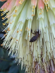 Apis mellifera