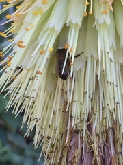 Apis mellifera