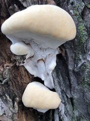 Ganoderma