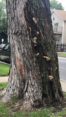 Ganoderma