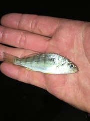 Umbrina coroides