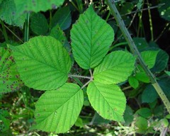 Rubus subtercanens