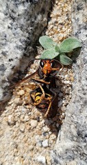 Vespa velutina
