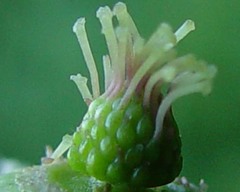 Rubus subtercanens