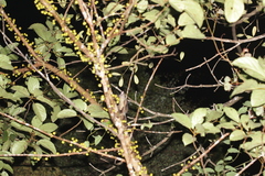 Arctogalidia trivirgata