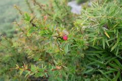 Berberis morrisonensis
