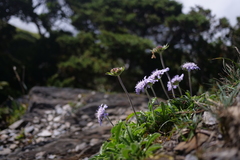 Scabiosa lacerifolia