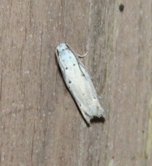 Epiblema separationis