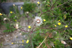Picris hieracioides morrisonensis