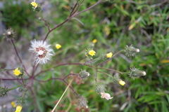 Picris hieracioides morrisonensis