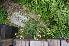 Picris hieracioides morrisonensis