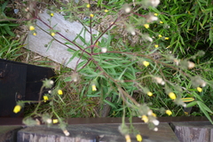 Picris hieracioides morrisonensis