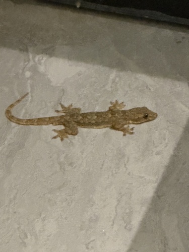Flat-tailed House Gecko