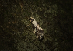 Philenora chionastis