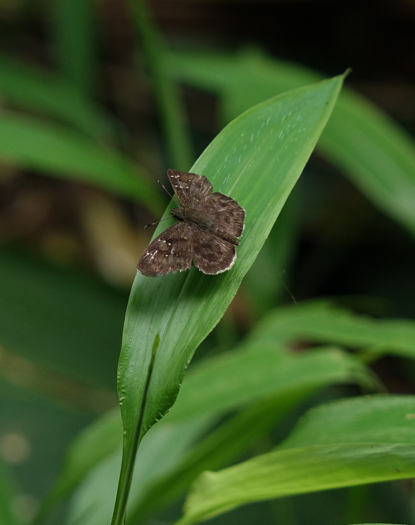 Common Small Flat