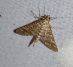 Epipagis fenestralis